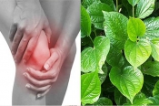 Bí quyết sử dụng lá lốt chữa bệnh đau nhức xương khớp