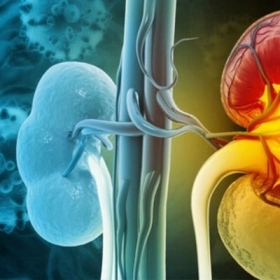 Mức Lọc Cầu Thận Là Gì? Công Thức Tính eGFR Chuẩn Cho Người Việt