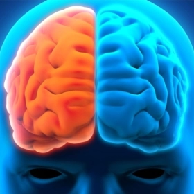 Não trái là gì? Vai trò và cách phát triển tối ưu