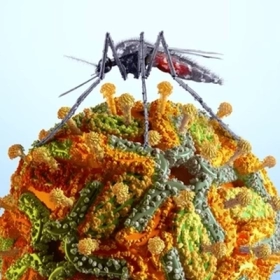 Nhiễm Arbovirus Là Gì? Nguyên Nhân, Triệu Chứng Và Cách Phòng Ngừa
