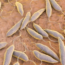Nhiễm Leishmania Có Nguy Hiểm Không? Những Điều Cần Biết