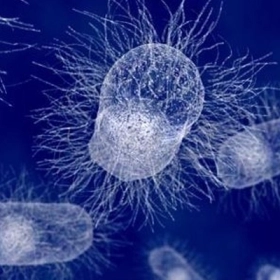 Nhiễm Shigella Là Gì? Nguyên Nhân, Triệu Chứng Và Cách Điều Trị