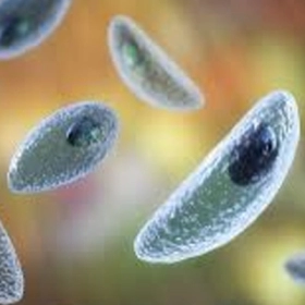 Nhiễm Toxoplasma Có Nguy Hiểm Không? Những Điều Cần Biết