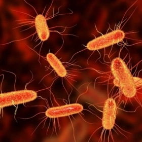 Nhiễm Trùng Đường Ruột Là Gì? Nguyên Nhân, Dấu Hiệu Và Cách Điều Trị