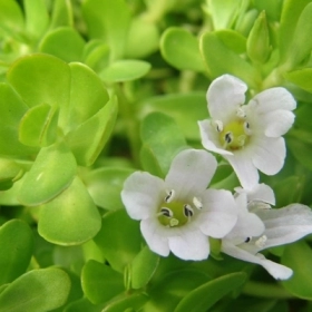 Rau đắng biển (Bacopa monnieri) và vai trò trong tăng cường nhận thức