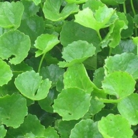 Rau Má Có Tốt Cho Thận Không? Giải Đáp Thắc Mắc