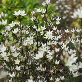 Senburi là gì? Bí Mật Từ Cỏ Đắng Nhật Bản Giúp Tóc Chắc Khỏe Giảm Gãy Rụng