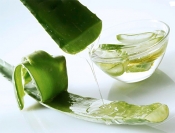 Siêu giảm cân cùng nha đam Siêu giảm cân cùng nha đam