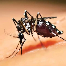 Sốt Xuất Huyết Nên Ăn Gì? Chế Độ Dinh Dưỡng Giúp Nhanh Hồi Phục