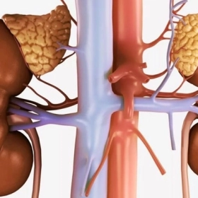 Suy Tuyến Thượng Thận Là Gì? Dấu Hiệu Nhận Biết Sớm Và Cách Điều Trị