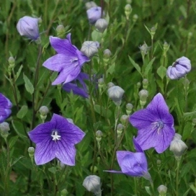 Tác Dụng Của Cát Cánh Đối Với Sức Khỏe Và Đường Hô Hấp