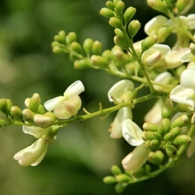 Tác Dụng Của Hòe Hoa: Giảm Mỡ Máu, Bảo Vệ Tim Mạch, Ngăn Đột Quỵ