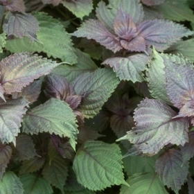 Tác Dụng Của Tía Tô Trong Đông Y Và Đời Sống Hằng Ngày