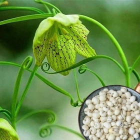 Tác Dụng Của Xuyên Bối Mẫu: Giảm Ho, Hóa Đờm, Nhuận Phế Và Cách Dùng An Toàn