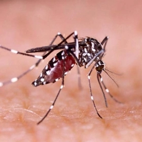 Tại Sao Bị Rụng Tóc Sau Khi Mắc Sốt Xuất Huyết? Giải Pháp An Toàn