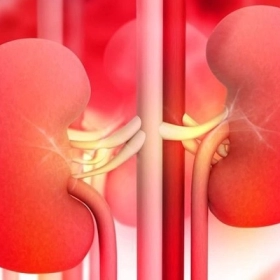 Thận Nhiễm Mỡ Là Gì? Nguyên Nhân, Triệu Chứng Và Cách Điều Trị Hiệu Quả