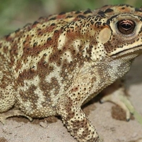 Thiềm tô (con cóc) là gì? Công dụng, độc tính và vì sao không nên tự ý dùng