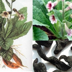 Thục địa có tác dụng gì? Ai nên và không nên dùng?