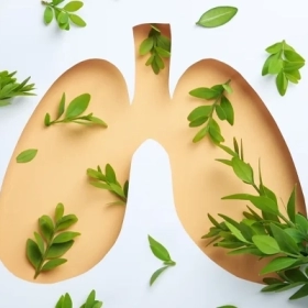 Thuốc Nam Bổ Phổi Thường Dùng, Công Dụng Và Lưu Ý