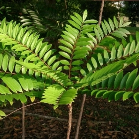 Tongkat Ali Có Thực Sự Tăng Testosterone Hay Chỉ Là Lời Đồn?