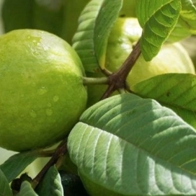 Uống Nước Lá Ổi Hằng Ngày Có Giảm Cân Không? Sự Thật Bất Ngờ