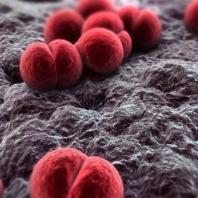 Viêm Màng Não Mô Cầu: Dấu Hiệu, Nguyên Nhân Và Cách Phòng Ngừa