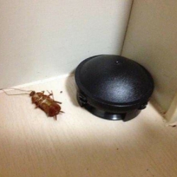 Viên diệt gián của Nhật Bản, Hộp 12 viên