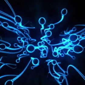 Xuất Tinh Ngược Dòng Là Gì? Nguyên Nhân, Dấu Hiệu Và Cách Điều Trị Hiệu Quả