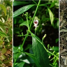 Xuyên Tâm Liên Là Gì? Lợi Ích Sức Khỏe Và Lưu Ý Khi Sử Dụng